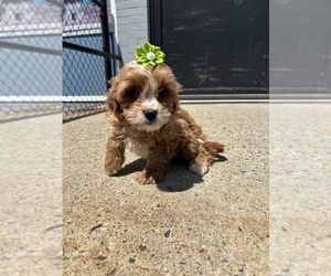 Cavapoo (Toy) Puppy for sale in RANDOLPH, MA, USA