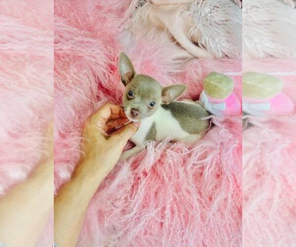 Medium Photo #2 Chihuahua Puppy For Sale in BOSTON, MA, USA
