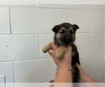 Small #1 German Shepherd Dog