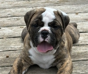 Olde English Bulldogge Puppy for sale in ALDEN, MN, USA