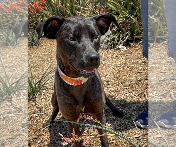 Medium Photo #4 Labrador Retriever-Unknown Mix Puppy For Sale in San Diego, CA, USA