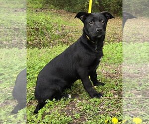 American Pit Bull Terrier-Labrador Retriever Mix Dogs for adoption in Wetumpka, AL, USA