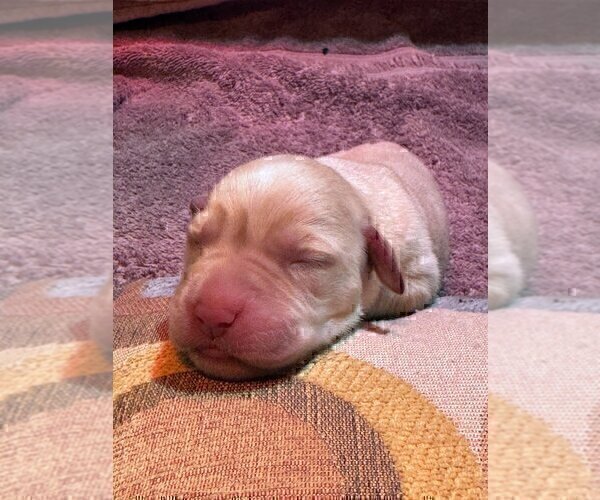 Medium Photo #70 Labrador Retriever Puppy For Sale in HIGH POINT, NC, USA