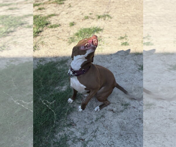 Medium Photo #5 Mutt Puppy For Sale in Orlando, FL, USA