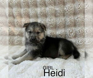 Labrador Retriever-Unknown Mix Dogs for adoption in Princeton, MN, USA