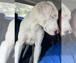 Small Photo #3 Great Dane-Unknown Mix Puppy For Sale in New York, NY, USA