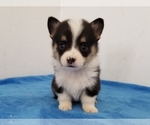 Small #6 Pembroke Welsh Corgi