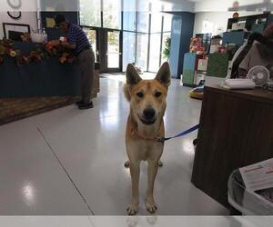 German Shepherd Dog-Siberian Husky Mix Dogs for adoption in Temple, TX, USA