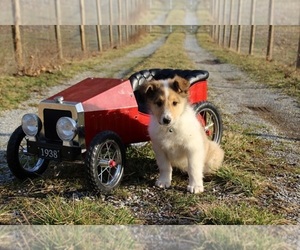 Collie Puppy for sale in KINGSPORT, TN, USA