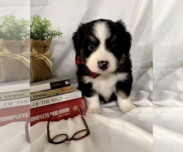 Medium Photo #4 Miniature Australian Shepherd Puppy For Sale in E LAURINBURG, NC, USA