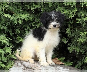 Poodle (Miniature)-Portuguese Water Dog Mix Puppy for sale in FREDERICKSBG, OH, USA