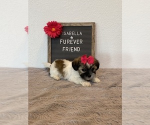 Zuchon Puppy for sale in BLOOMFIELD, IN, USA