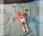 Small #3 Mutt