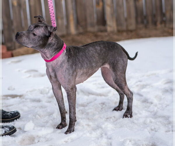 Medium Photo #18 Staffordshire Bull Terrier-Unknown Mix Puppy For Sale in Princeton, MN, USA