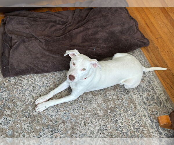 Medium Photo #10 Mutt Puppy For Sale in Canton, CT, USA