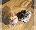 Small Olde English Bulldogge