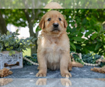 Puppy Logan Golden Retriever