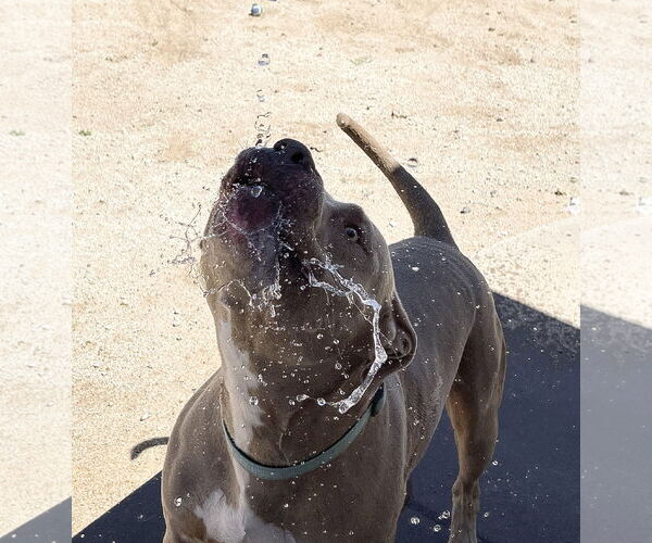 Medium Photo #12 American Pit Bull Terrier-Unknown Mix Puppy For Sale in Chandler, AZ, USA