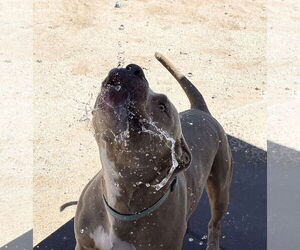 PUDGE - Male American Pit Bull Terrier-Unknown Mix Dog for Adoption - Photo #12