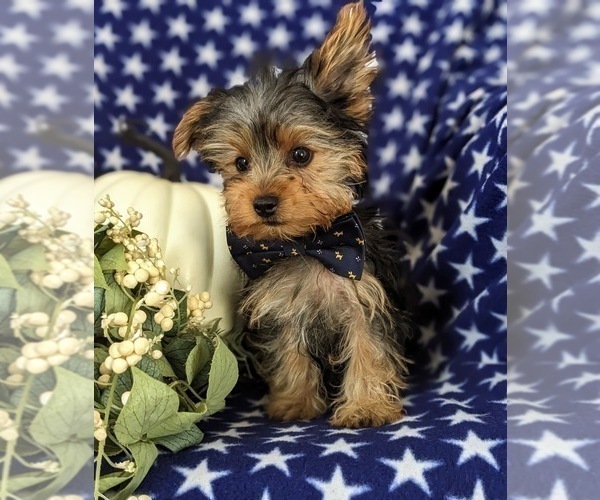 Medium Photo #2 Yorkshire Terrier Puppy For Sale in OXFORD, PA, USA