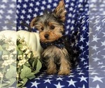 Small Photo #2 Yorkshire Terrier Puppy For Sale in OXFORD, PA, USA