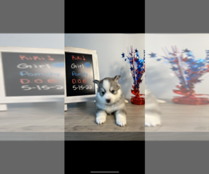 Pomsky Puppy for Sale in BLOOMINGTON, Illinois USA