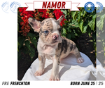 Small #12 Faux Frenchbo Bulldog
