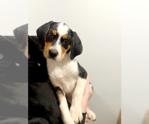 Australian Shepherd-English Foxhound Mix Dog for Adoption in MARYVILLE, Tennessee USA