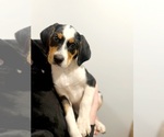 Small Photo #1 Australian Shepherd-English Foxhound Mix Puppy For Sale in MARYVILLE, TN, USA