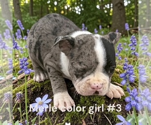 Boston Terrier Puppy for sale in MONTPELIER, OH, USA