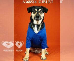 Beagle-Unknown Mix Dogs for adoption in Stockton, CA, USA