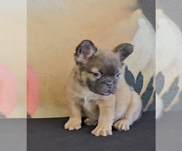 Medium Photo #8 French Bulldog Puppy For Sale in GLENDALE, CA, USA