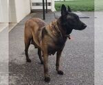 Small Photo #1 Belgian Malinois Puppy For Sale in RONKS, PA, USA