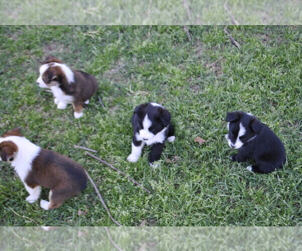 Medium Photo #1 Miniature Australian Shepherd Puppy For Sale in SWAN, TX, USA