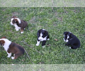 Miniature Australian Shepherd Puppy for sale in SWAN, TX, USA