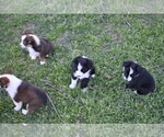 Small Photo #1 Miniature Australian Shepherd Puppy For Sale in SWAN, TX, USA