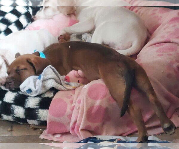 Medium Photo #3 American Bulldog-Unknown Mix Puppy For Sale in Sanford, FL, USA