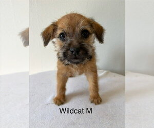 Chihuahua-Unknown Mix Dogs for adoption in Studio City, CA, USA