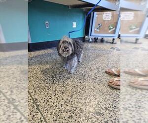 Tibetan Terrier Dogs for adoption in Tracy, CA, USA