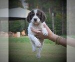 Small Photo #4 Brittany Puppy For Sale in FITZGERALD, GA, USA