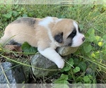 Small Photo #1 Pyrenees Husky Puppy For Sale in HARWOOD, MD, USA