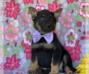 Medium German Shepherd Dog