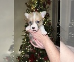 Puppy Buddy Pembroke Welsh Corgi