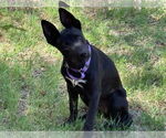 Small #1 Mutt