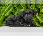 Puppy Tony YorkiePoo