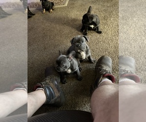 French Bulldog Puppy for sale in FRESNO, CA, USA