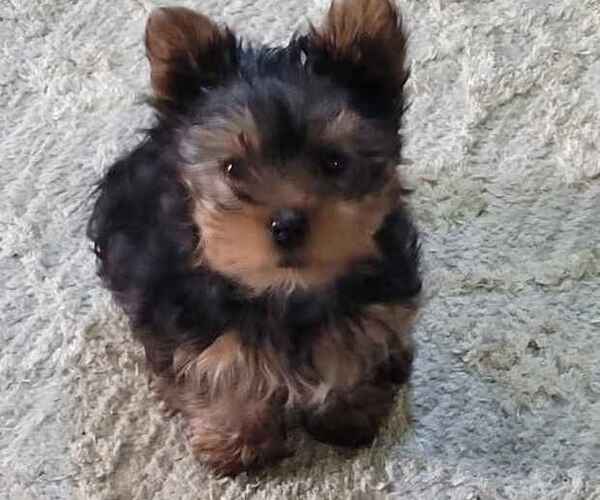 Medium Photo #1 Yorkshire Terrier Puppy For Sale in CHEYENNE, WY, USA