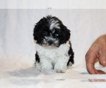 Small #17 ShihPoo