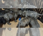 Small Photo #23 Cane Corso Puppy For Sale in JACKSON, GA, USA