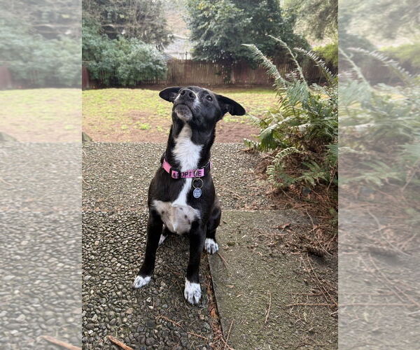 Medium Photo #8 Chihuahua-Unknown Mix Puppy For Sale in Missouri City, TX, USA